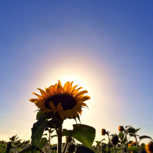 向日葵图片下载