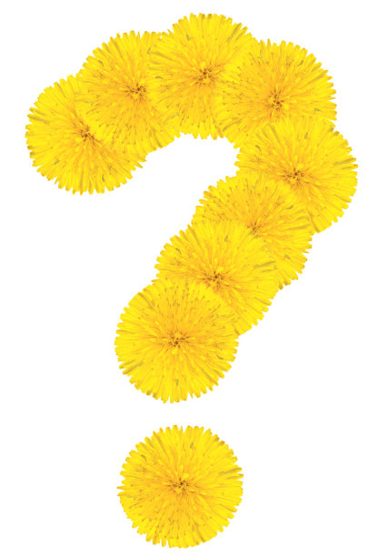 问题唱蒲公英花图片下载