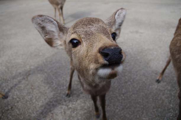 小鹿日本奈良图片下载