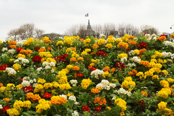 有法国国旗的花坛图片下载