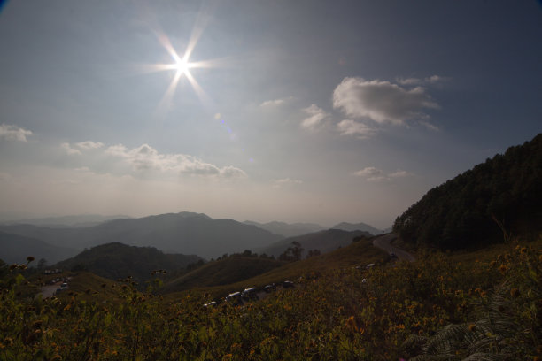 山的花图片下载