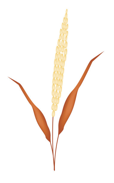 金黄色的成熟的小米在白色的背景图片下载