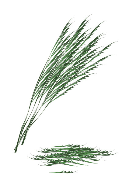 新鲜的绿色金合欢Pennata在白色的背景图片下载