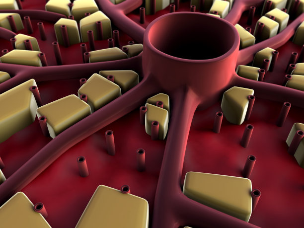 肝脏,肝脏结构图片下载