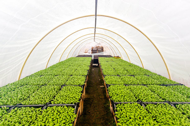 绿色的房子图片下载