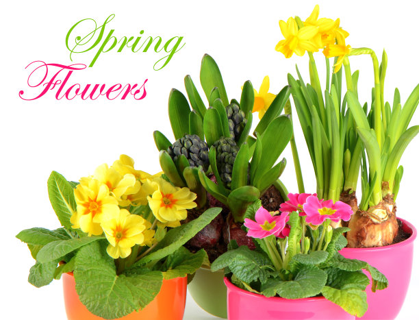 五彩缤纷的春花上白花图片下载