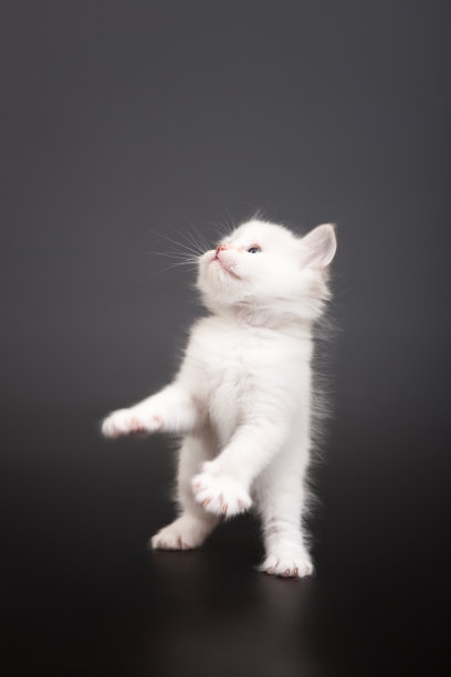 西伯利亚森林猫图片下载