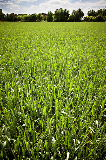 夏季领域图片下载