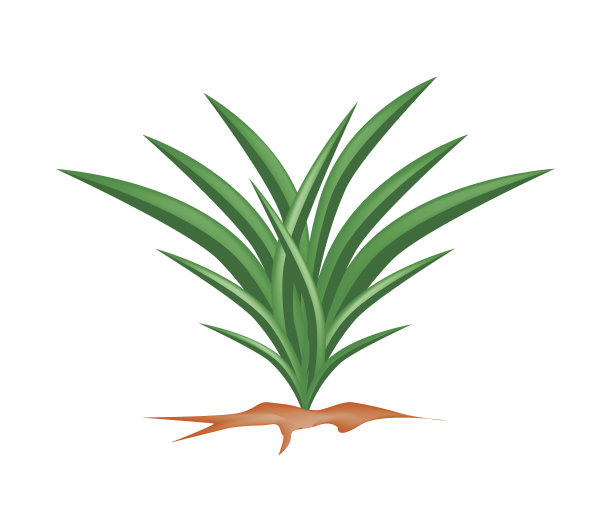 白色背景上的新鲜香兰植物图片下载