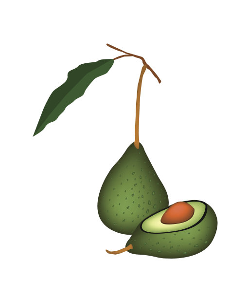 两个新鲜的绿色鳄梨在白色的背景图片下载