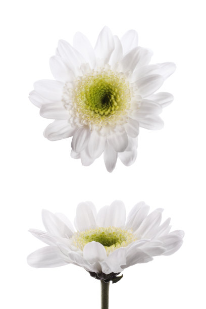 分离出两朵白色菊花图片下载