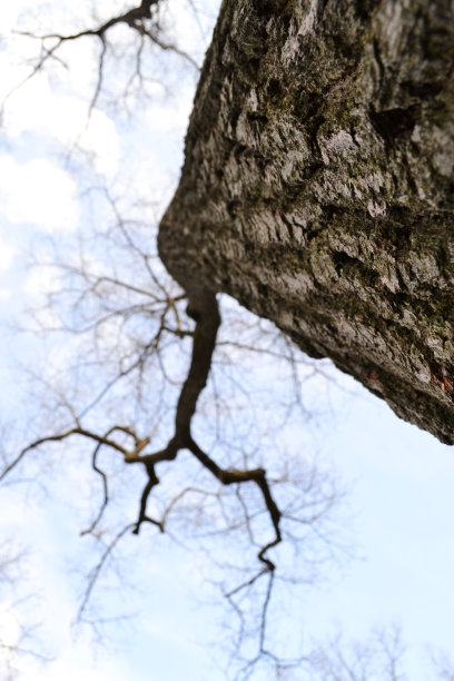 粗糙纹理的树干和蓝色晴朗的天空图片下载