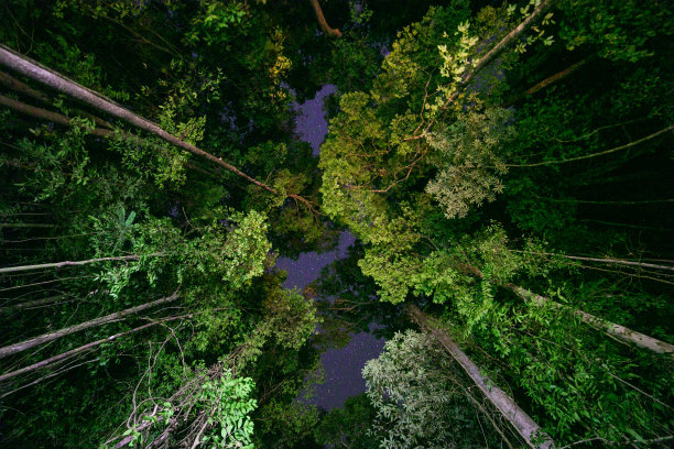 热带雨林与夜晚。图片下载