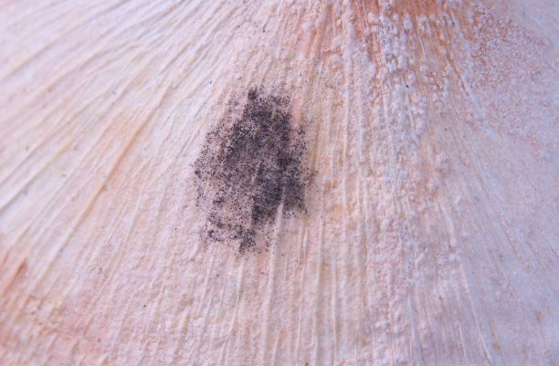 模具在食物上图片下载