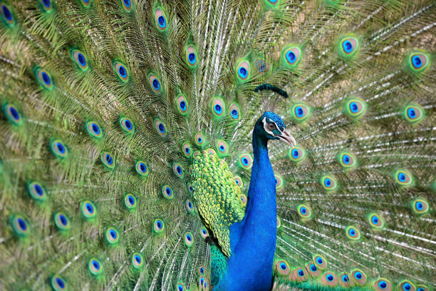 近距离的孔雀显示其美丽的羽毛图片下载