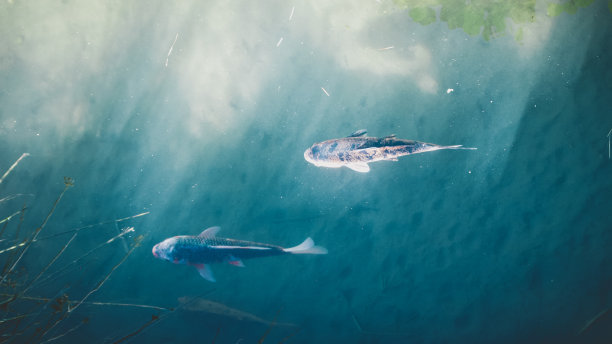 日本锦鲤鱼塘图片下载