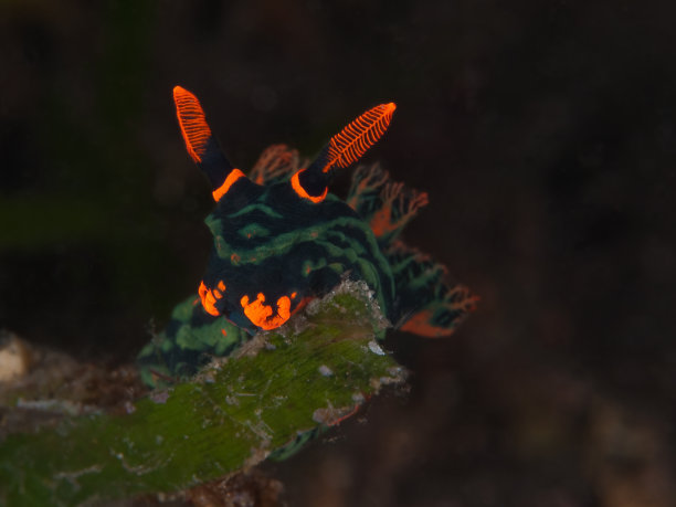 努迪布兰奇， 尼翁斯特恩施内克 （内姆布罗塔 · 库巴里亚纳）图片下载