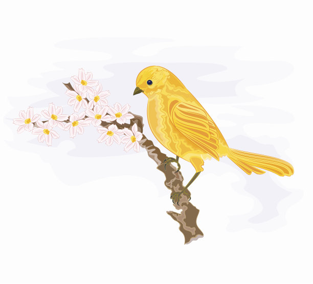 小鸟在开着白花的树枝上图片下载