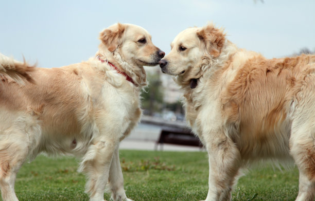 金毛寻回犬图片下载