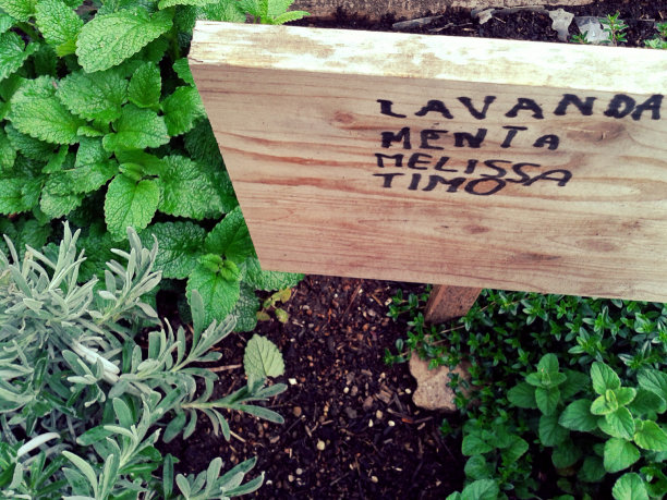 草本植物图片下载