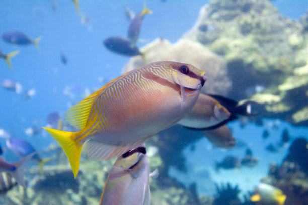 鱼在海里游泳的特写镜头图片下载
