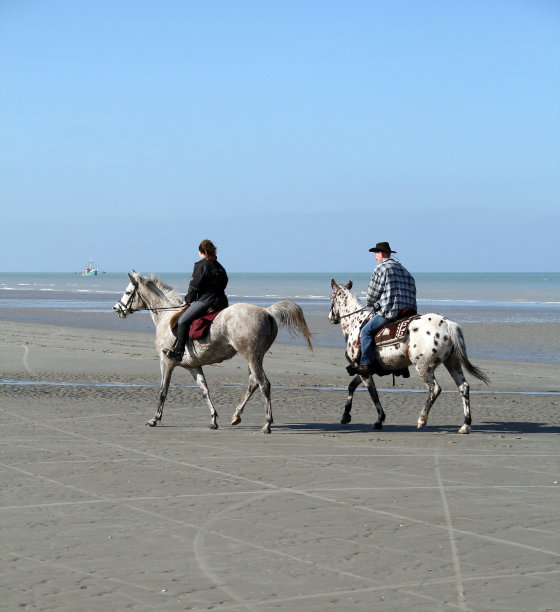 海滩上的马图片下载