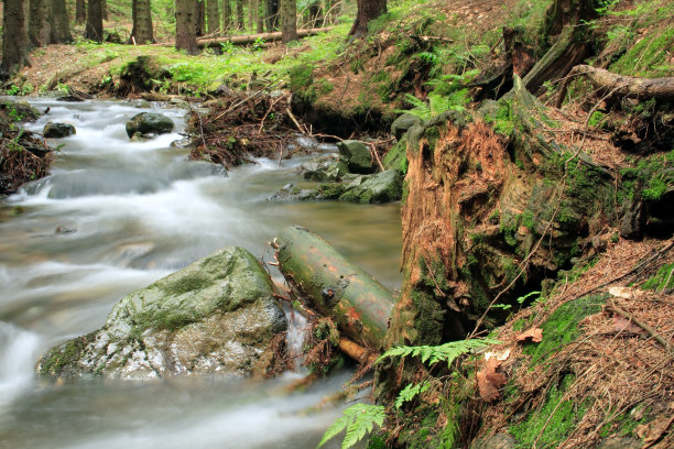 森林河图片下载