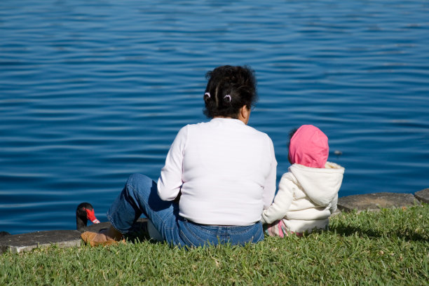 天鹅喂食图片下载