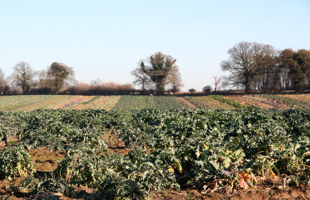 农民们在田里种着绿色蔬菜图片下载