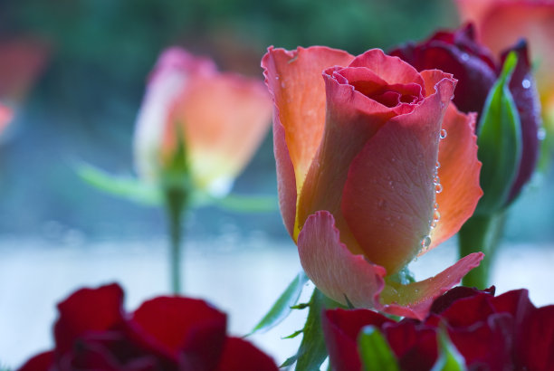 晨光中露着粉红玫瑰图片下载