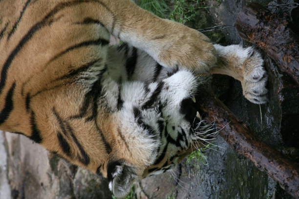 西伯利亚虎图片下载