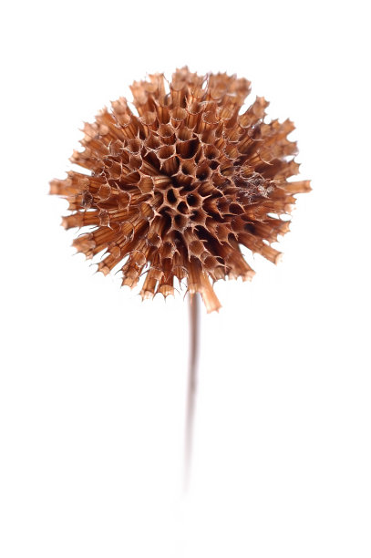 白色背景上的干花图片下载