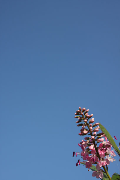 赫柏的花图片下载