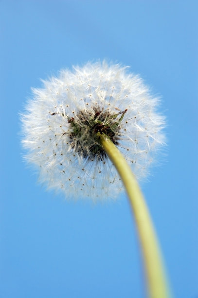 白色的蒲公英图片下载