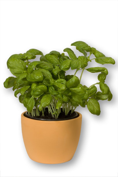 花盆中的罗勒/修剪路径包括在内图片下载