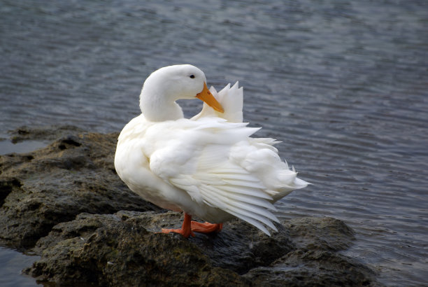鸭子在岩石图片下载