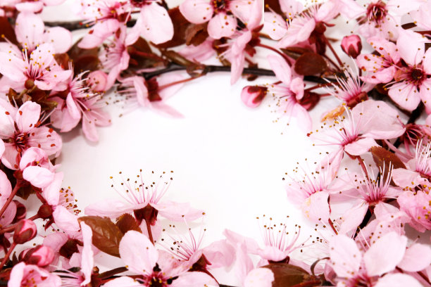 粉红色的花图片下载