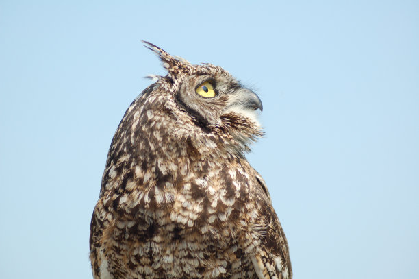 侧面的棕色猫头鹰图片下载