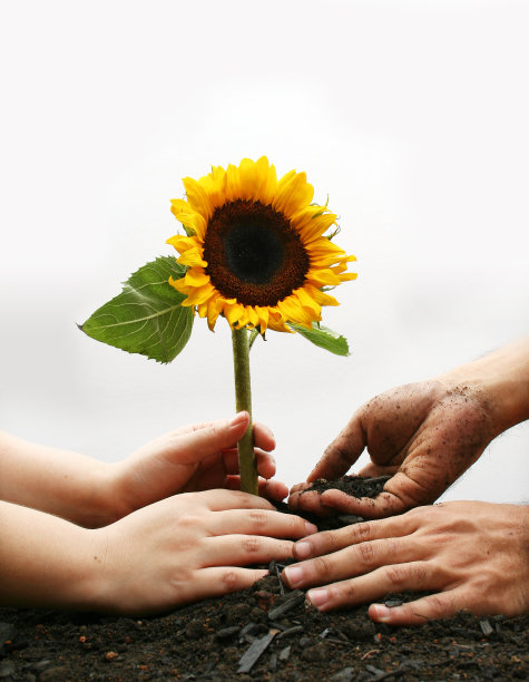 向日葵2图片下载