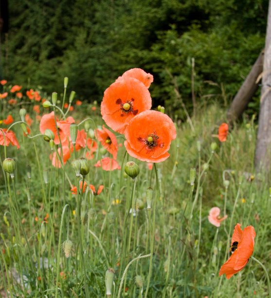 罂粟花图片下载