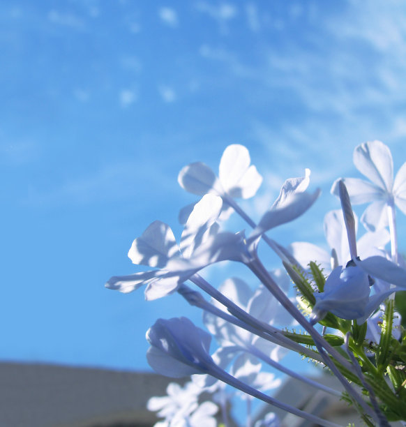 蓝色的花图片下载