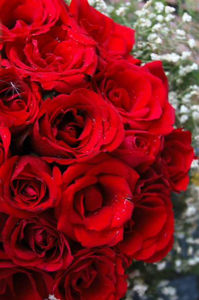 红玫瑰图片下载