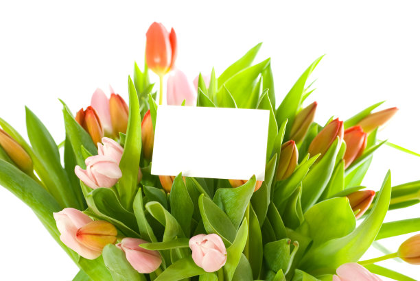 郁金香和一张卡片图片下载