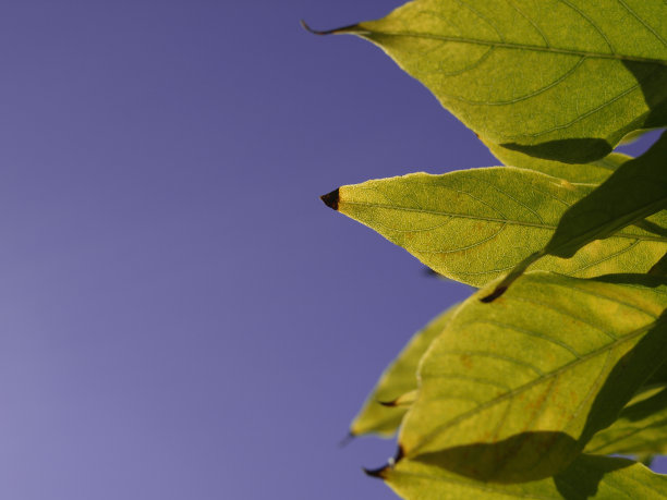 夏天的一天图片下载