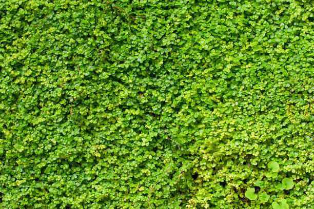 自然背景图片下载