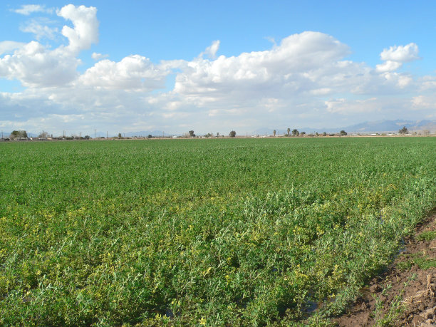 碧蓝的天空，碧绿的田野上飘动着白云图片下载