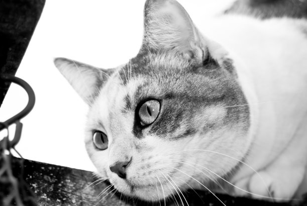 居家捕食者看着她的猎物图片下载