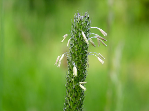 草开花,铜图片下载