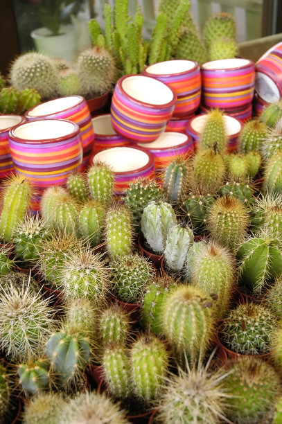 春暖花开夏日快乐花仙人掌图片下载