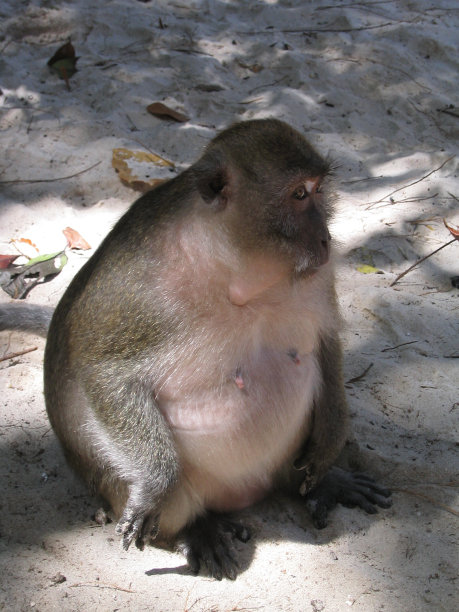 脂肪只猴子图片下载